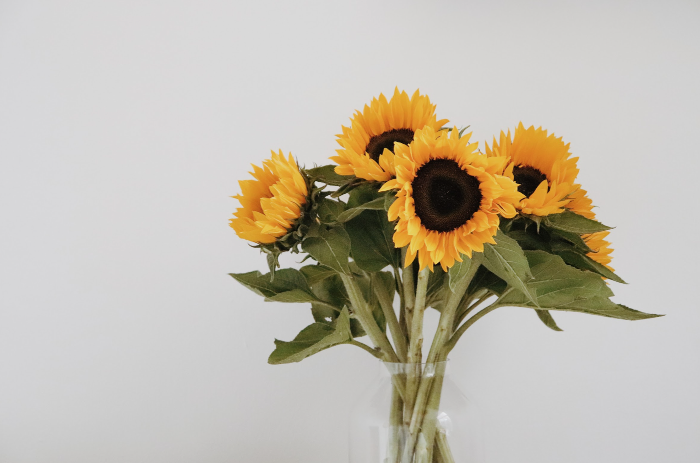 Sunflower Fields